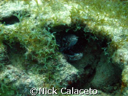 Moray Eel by Nick Calaceto 